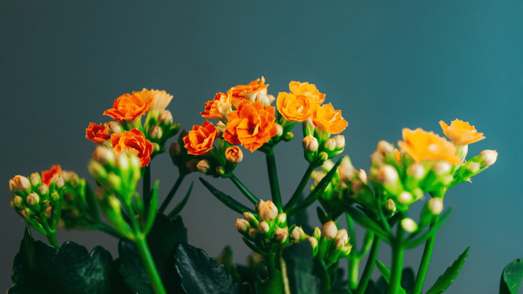 How to Grow and Care for Kalanchoe