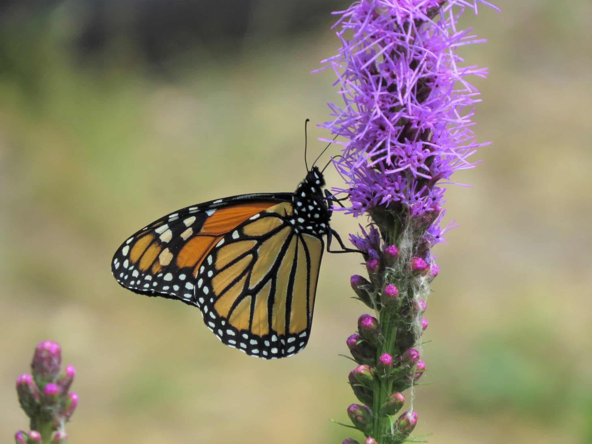 how-to-grow-and-care-for-blazing-star