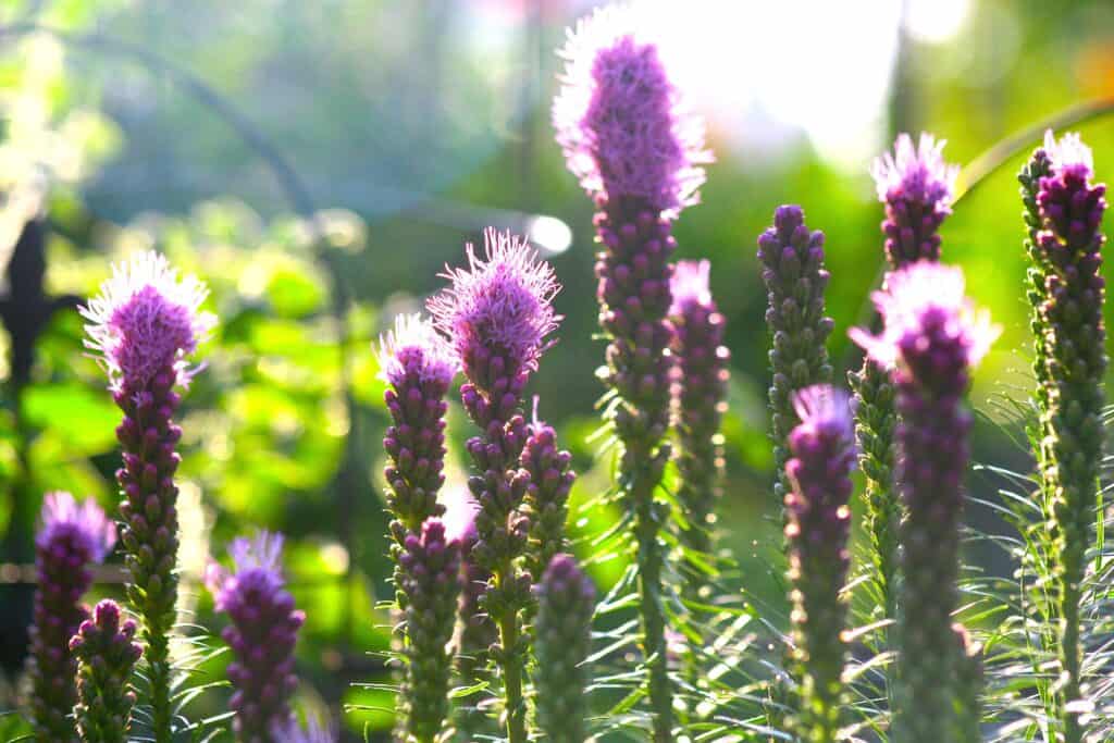 How to Grow and Care for Blazing Star