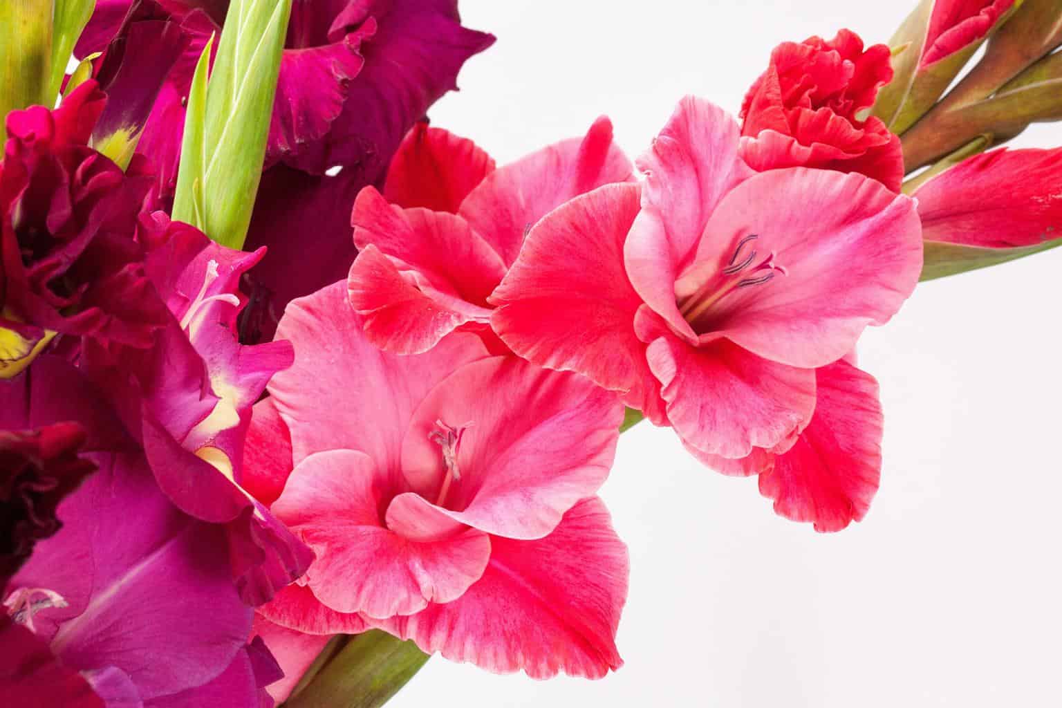 Gladiolus Meaning and Symbolism