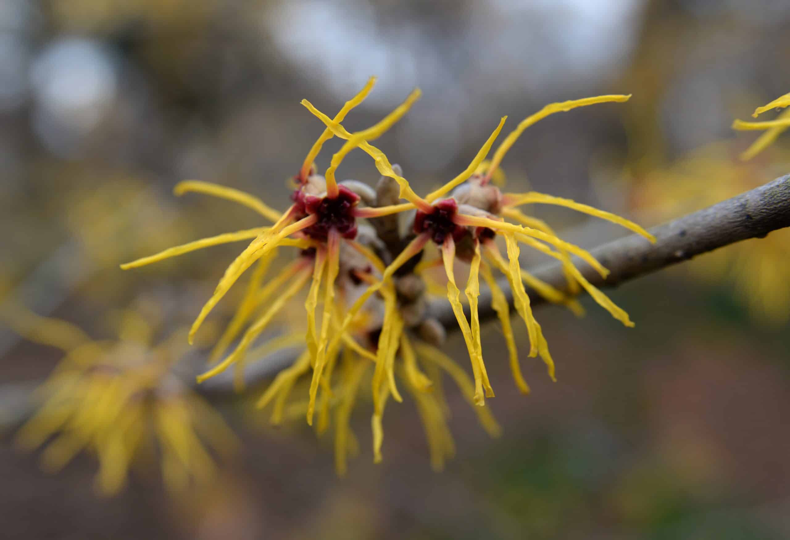 How to Grow and Care for Witch Hazel