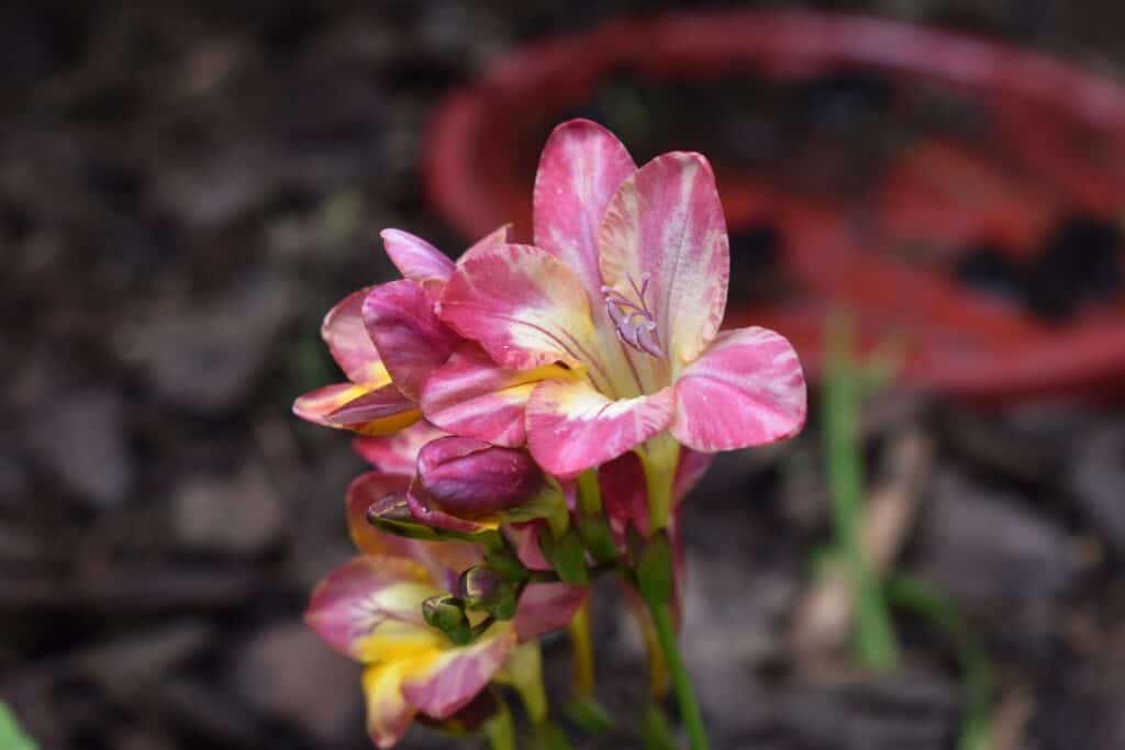 How to Care for Freesia