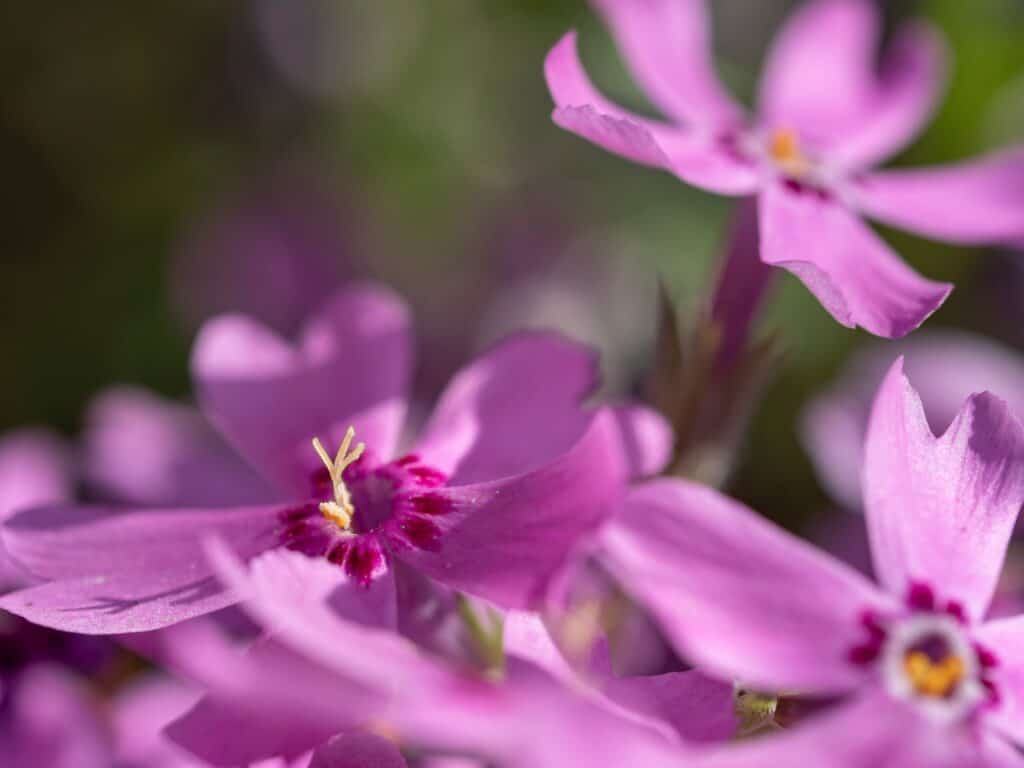 How to Care for Phlox