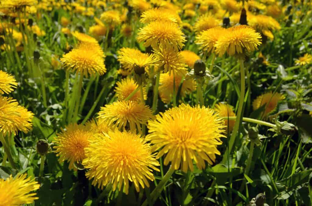 How to Grow and Care for Dandelions