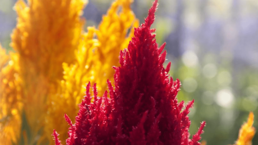 How to Grow and Care for Celosia