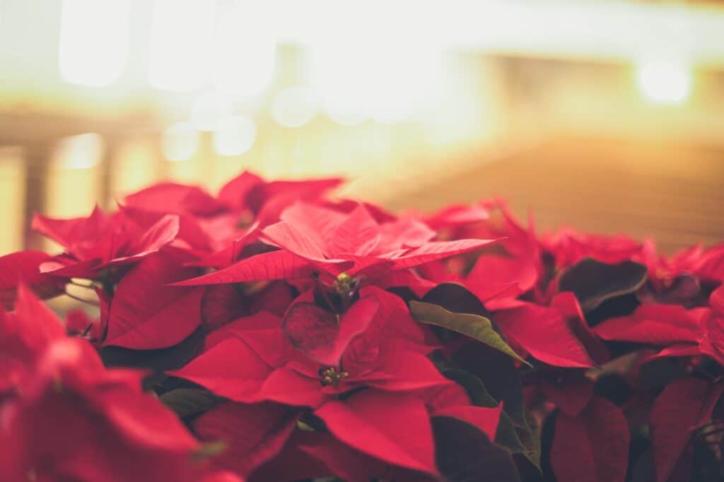 How to Make Poinsettia Thrive After Christmas