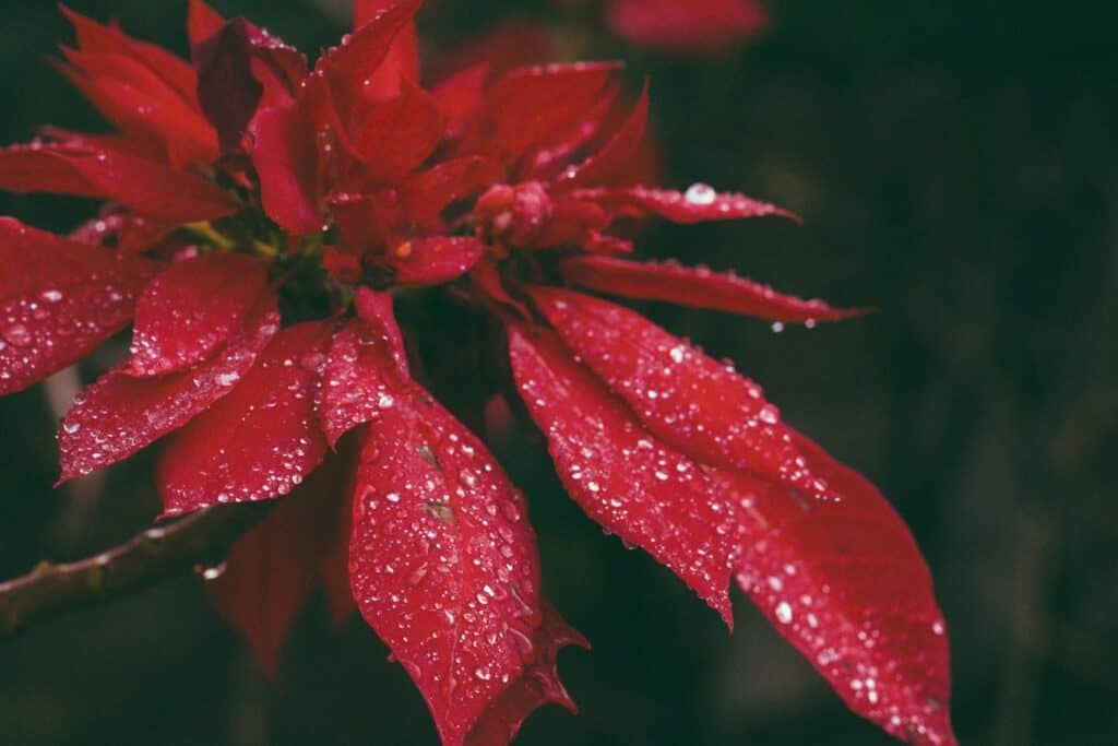 How to Make Poinsettia Thrive After Christmas
