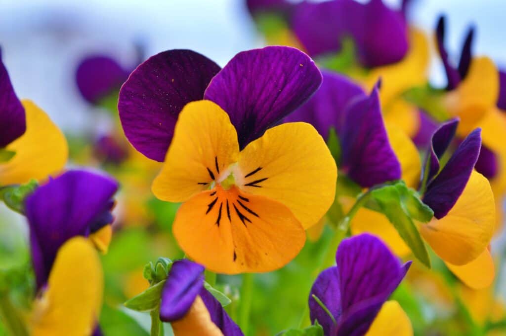 Pansy Meaning and Symbolism