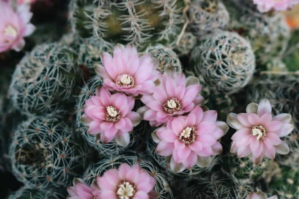 How to Create a Desert Garden with Cacti