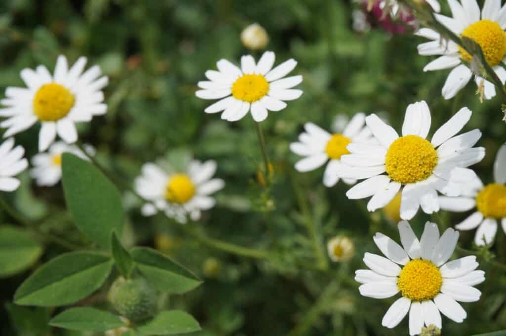 All About Chamomile