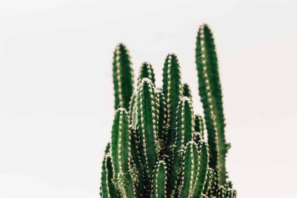 How to Create a Desert Garden with Cacti