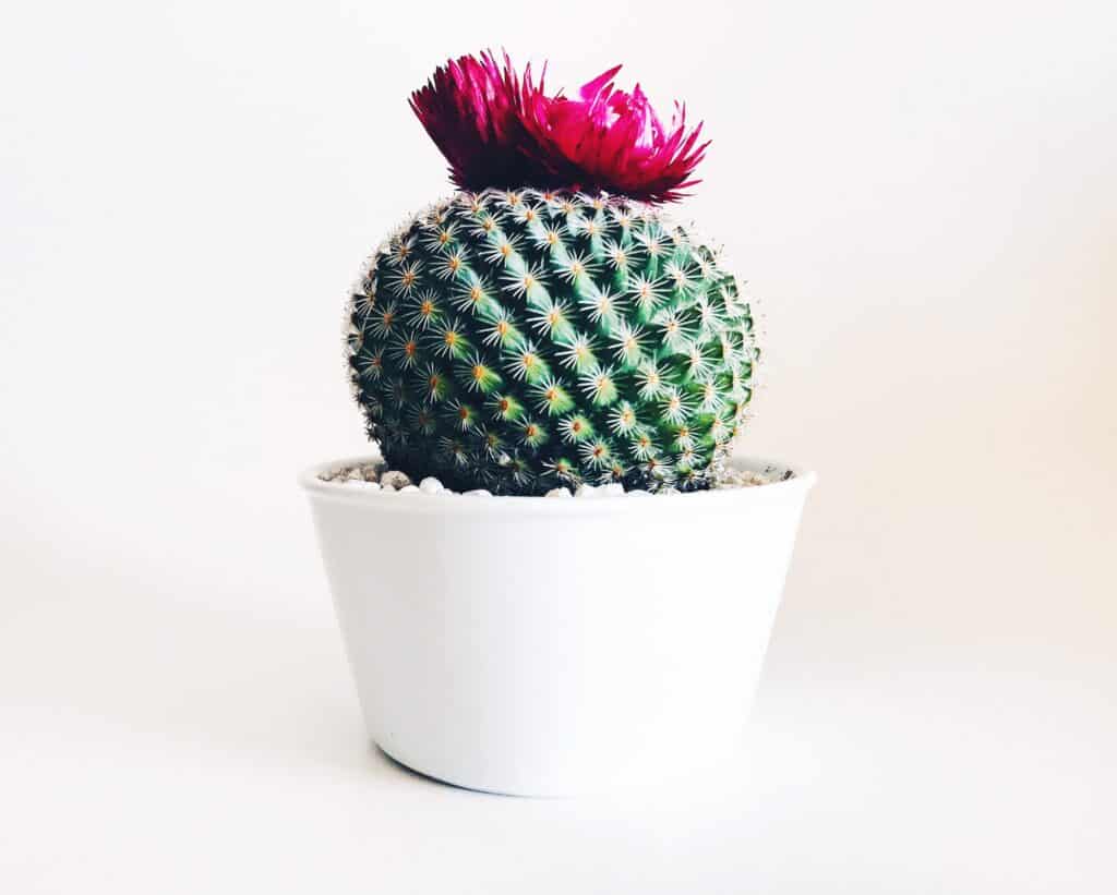 How to repot a cactus