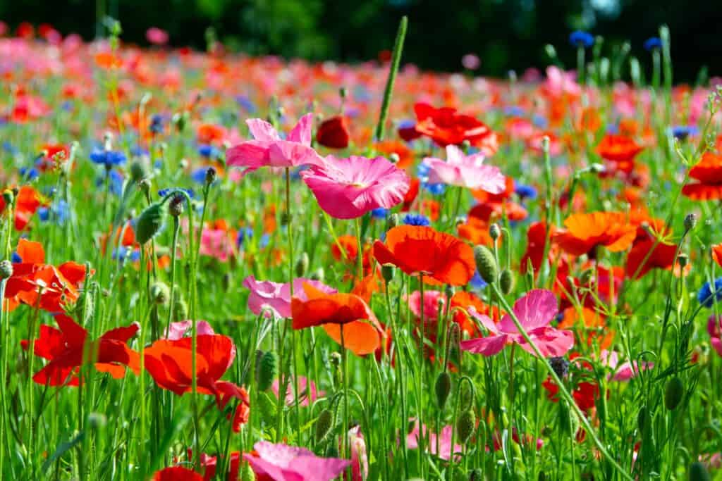 How to Plant a Wildflower Garden