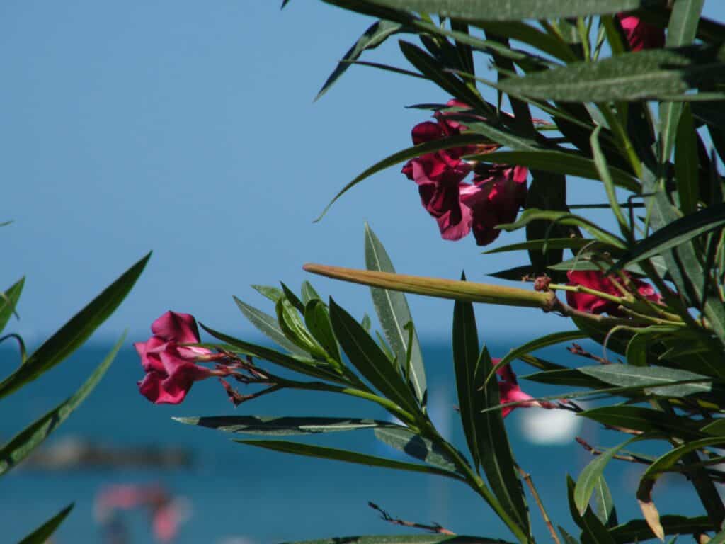 How to Care for Oleanders