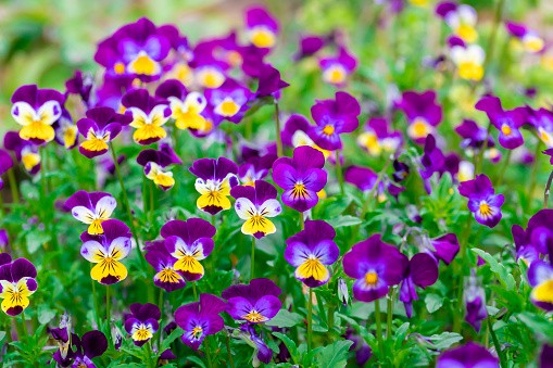 Best Flowers to Plant in May
