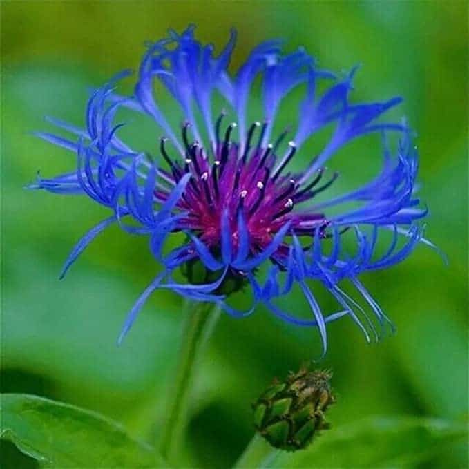 Bee Balm Flower | Monarda Didyma
