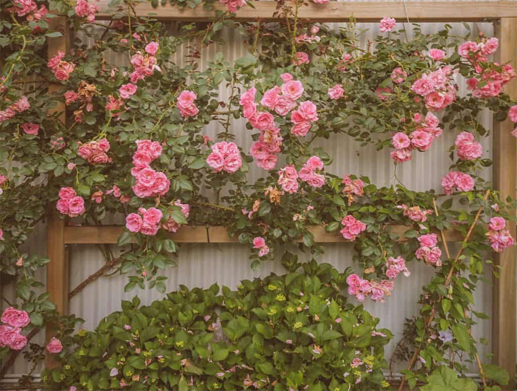 How to Grow and Care for English Roses