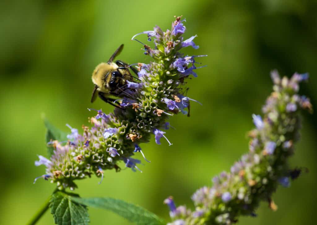 How to Grow and Care for Hyssop