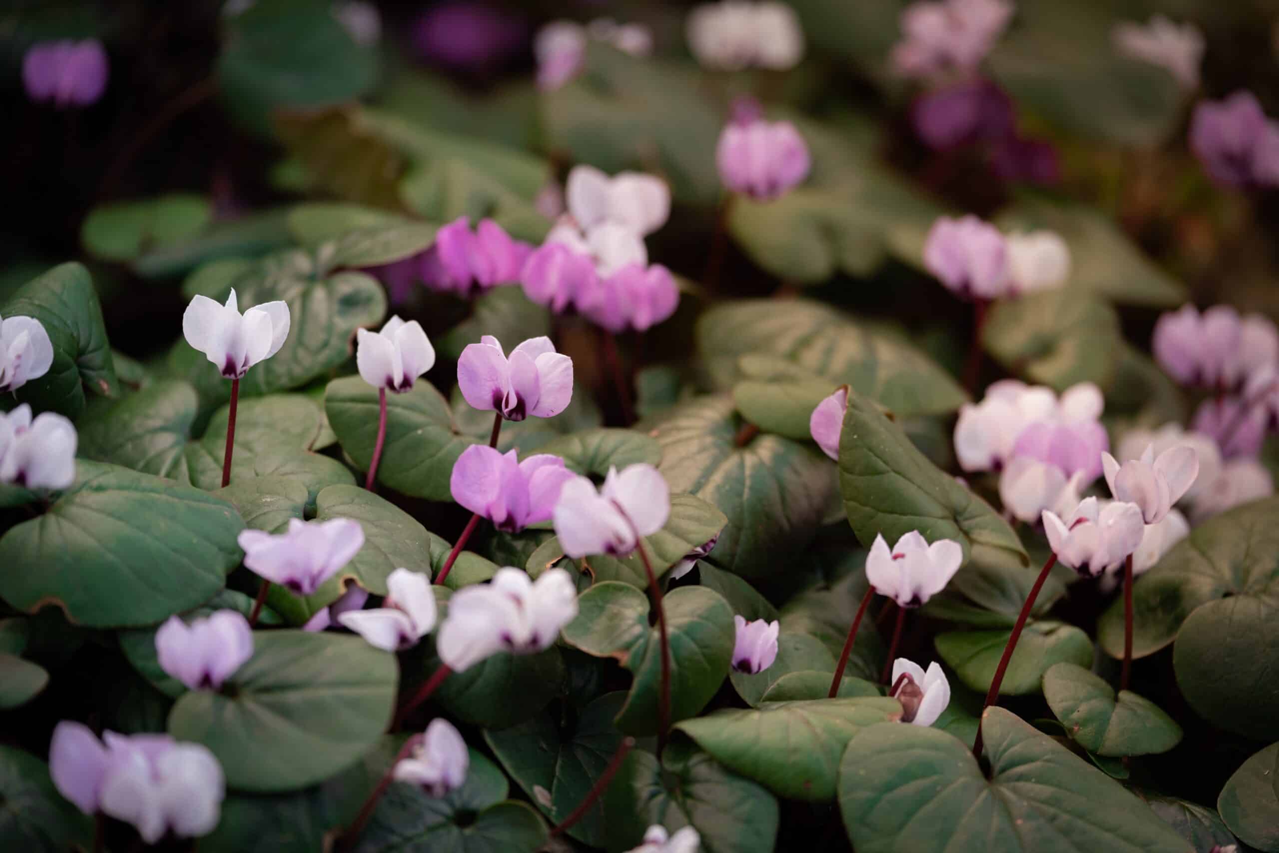 Cyclamen Meaning and Symbolism