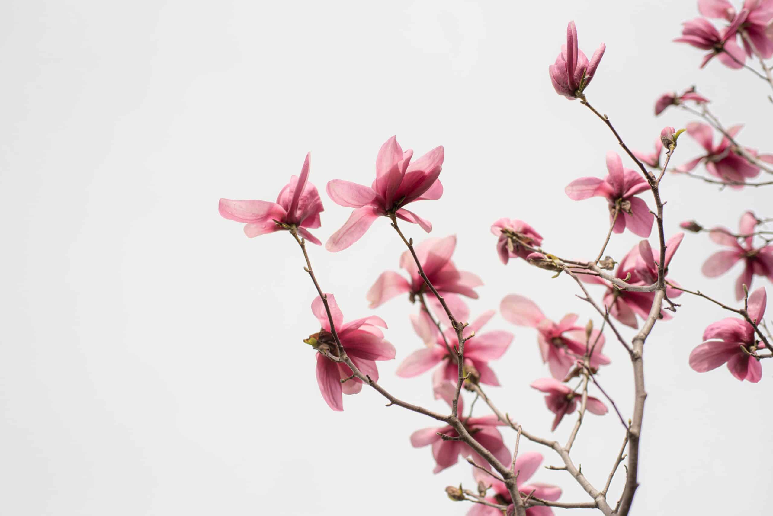 A Guide to the Different Types of Magnolias