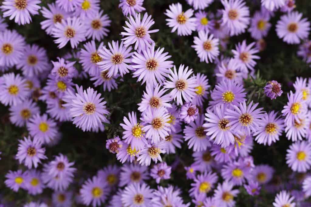 Aster Flowers Meaning and Symbolism