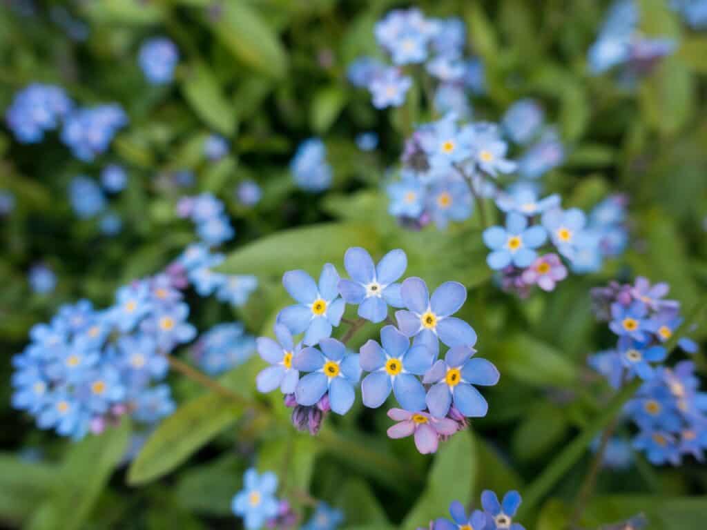 All about Forget-Me-Not 