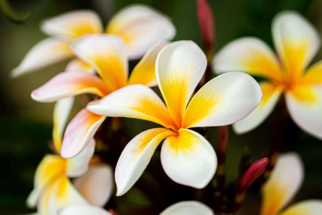 Ten Best Vibrant of Tropical Flowers