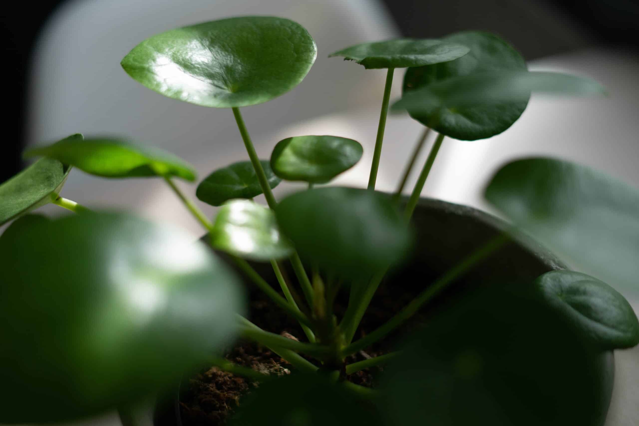 Best Feng Shui Plants to bring money into your life