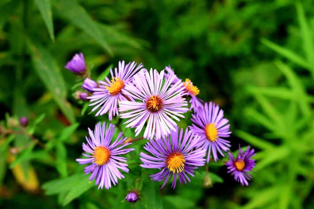 Aster Flowers Meaning and Symbolism