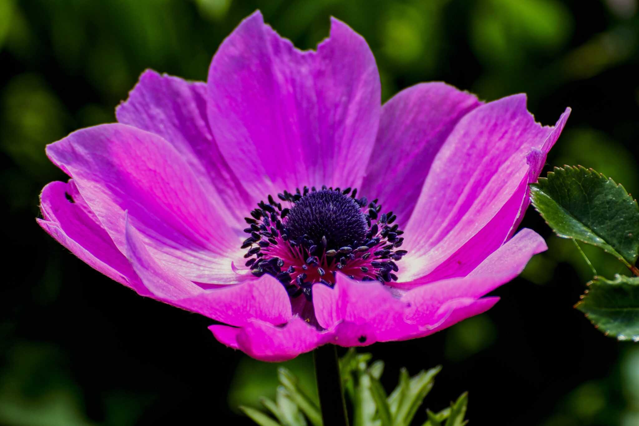 Anemone's meaning and symbolism - My Life in Blossom