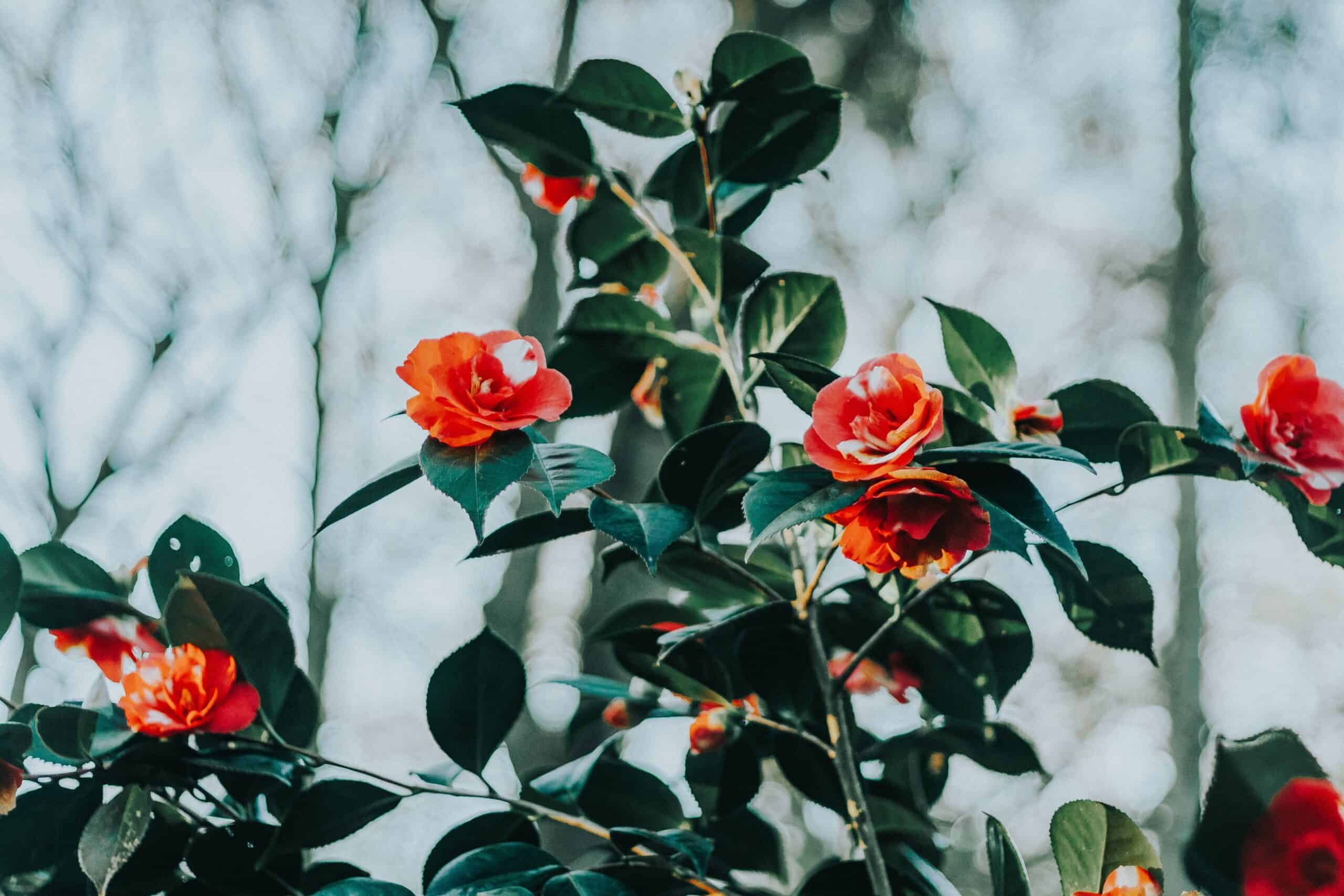 How to plant and grow Camellias