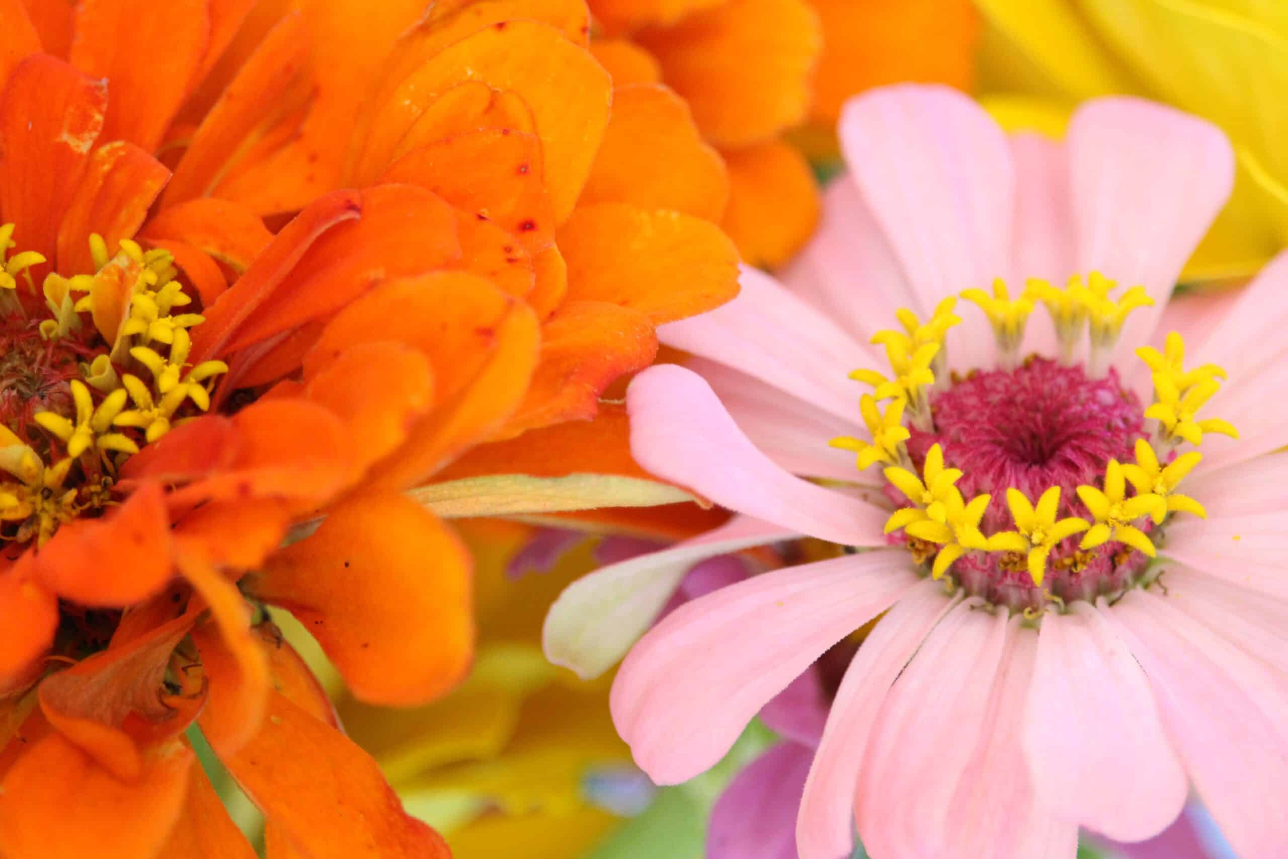 10 Flowers That Are Easy to Grow