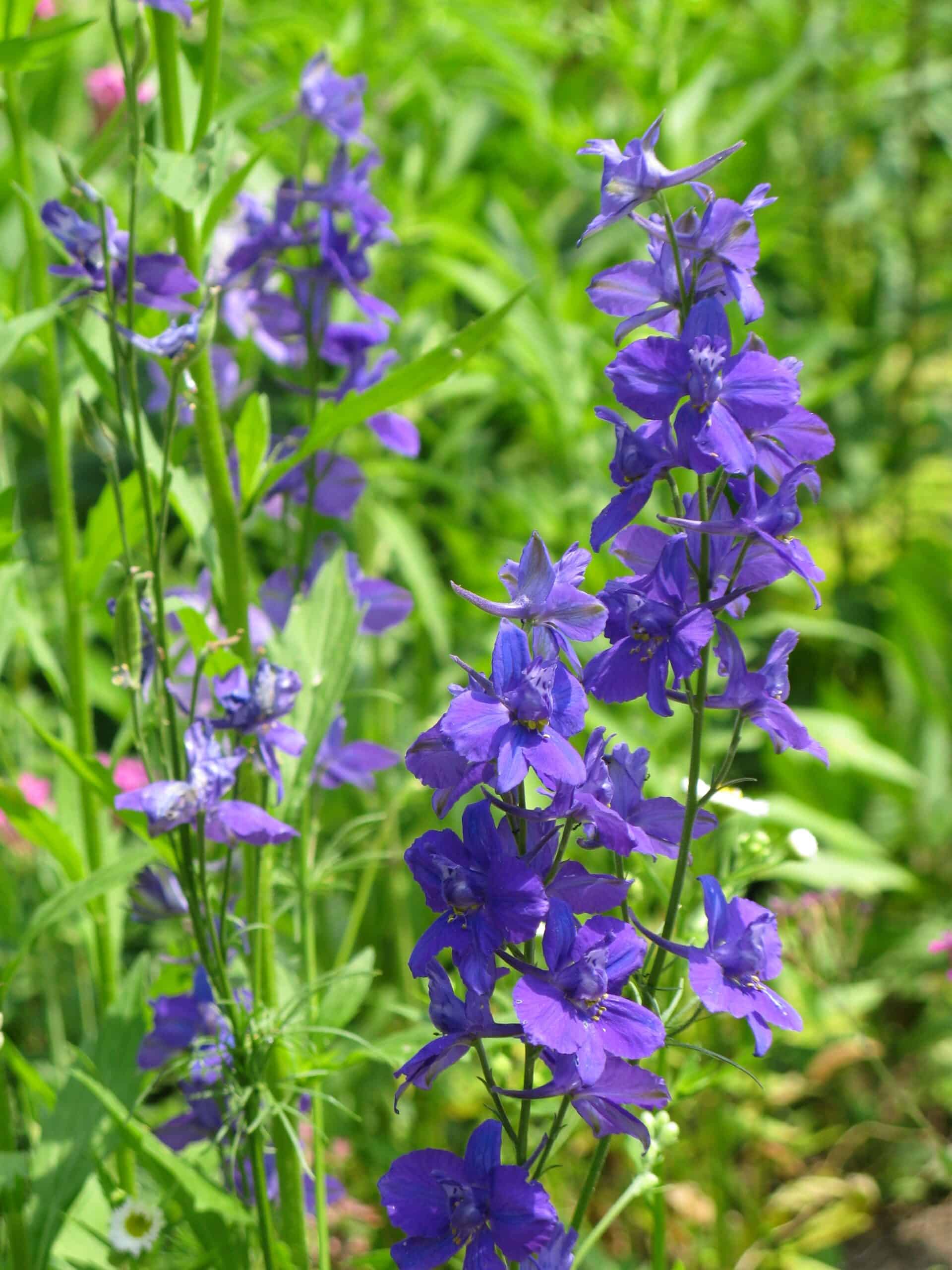 How to Care for Larkspur
