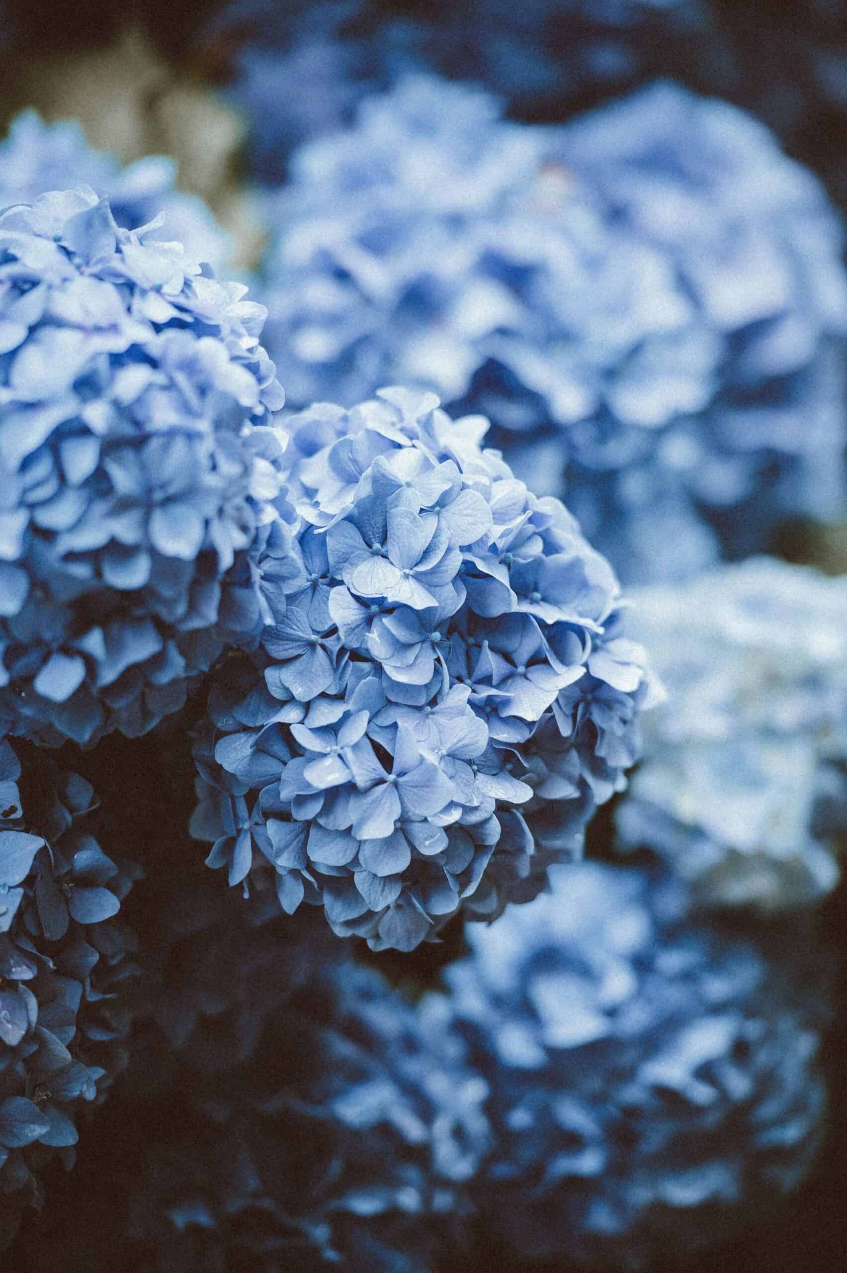 The 10 Most Popular Flowers in the World