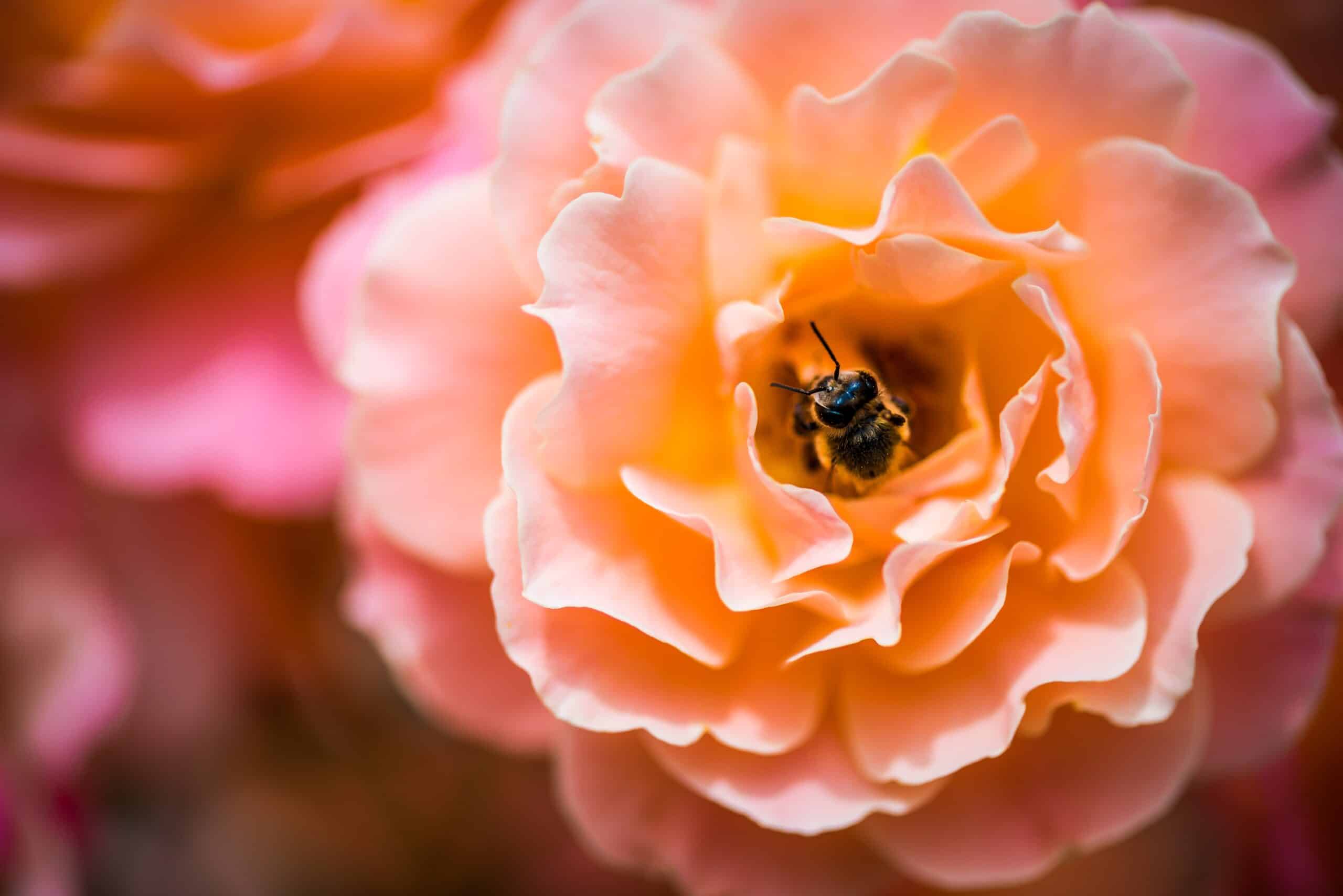 How to Attract Bees with Flowers