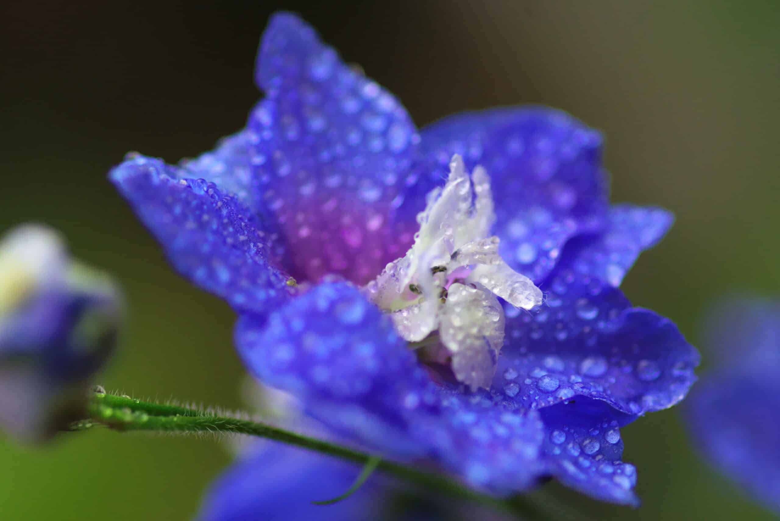 How to Care for Larkspur