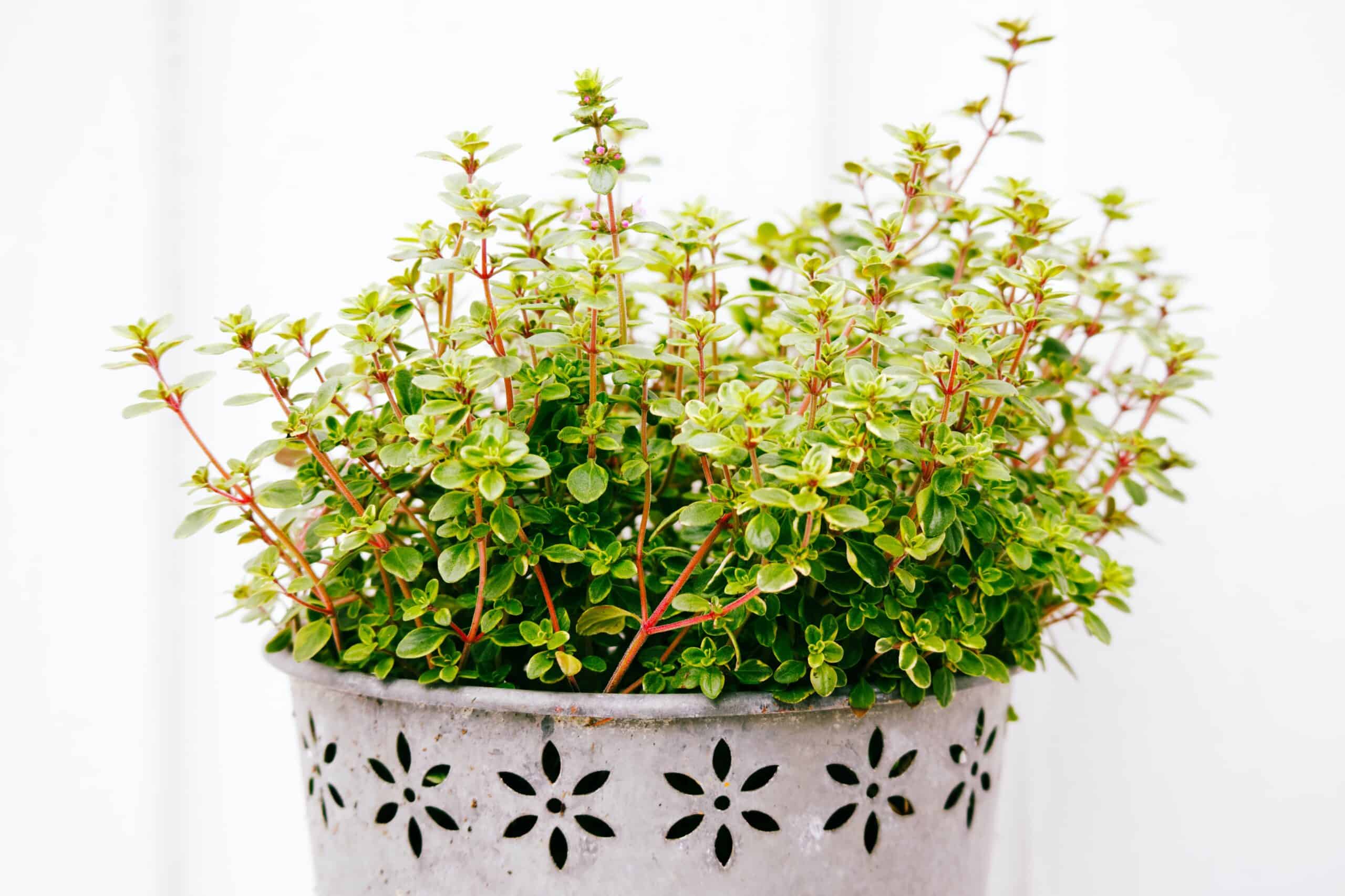 The Best Herbs to Grow Indoors