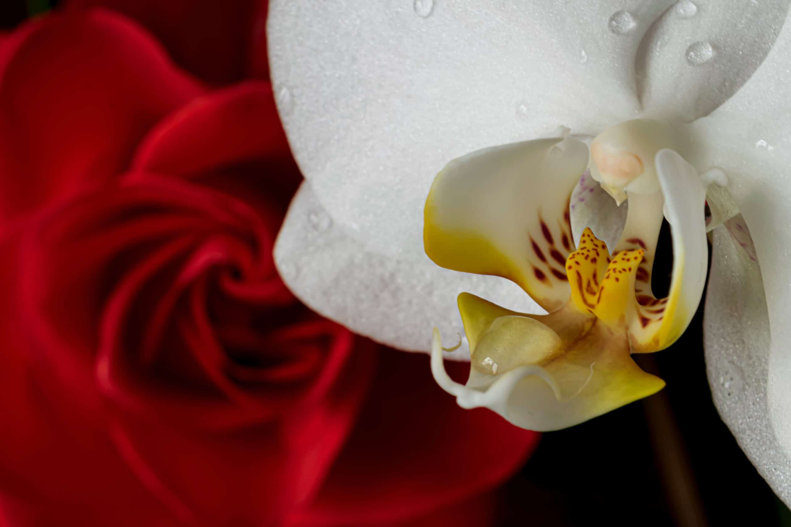 Ghost Orchid Meaning and Symbolism