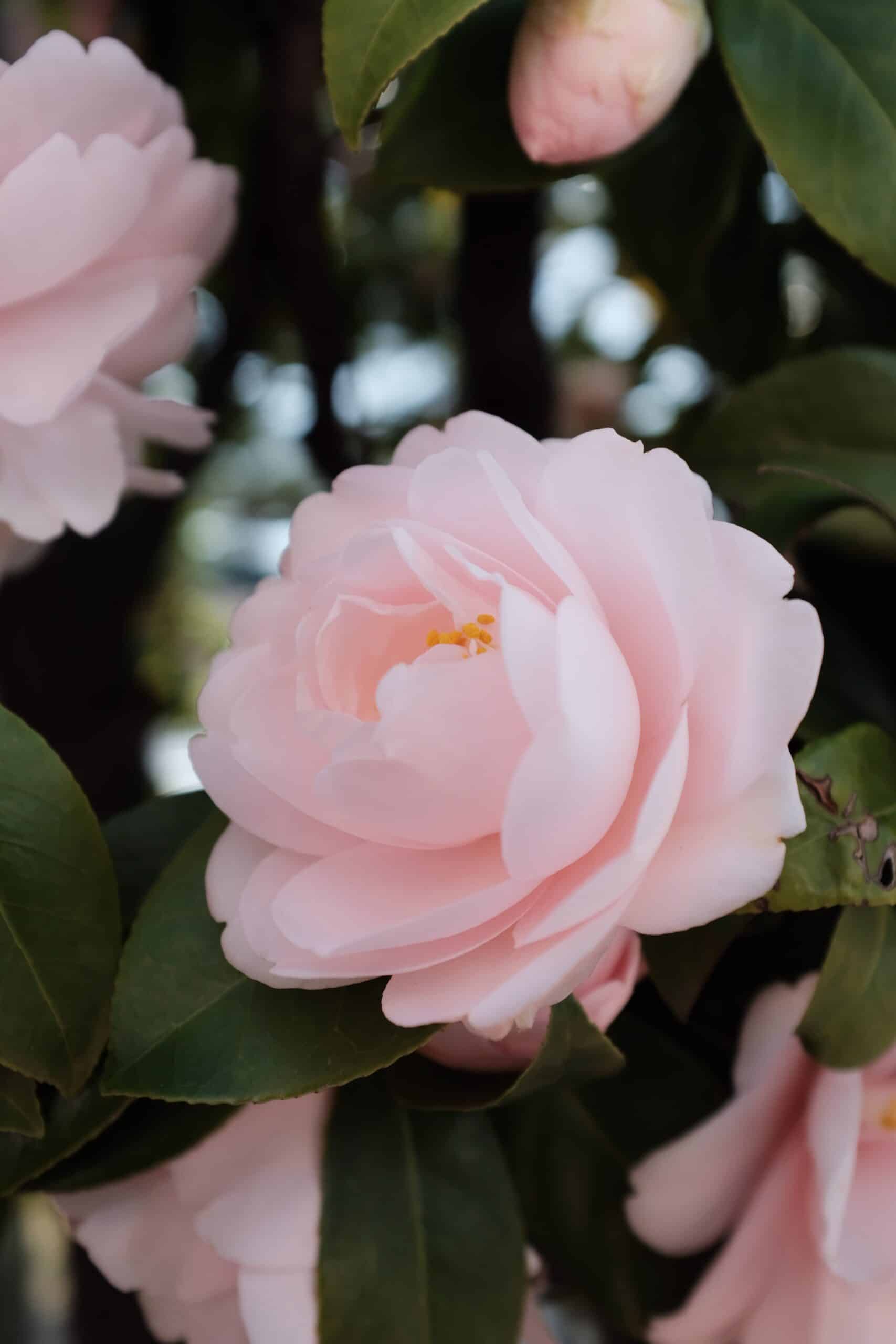 How to plant and grow Camellias