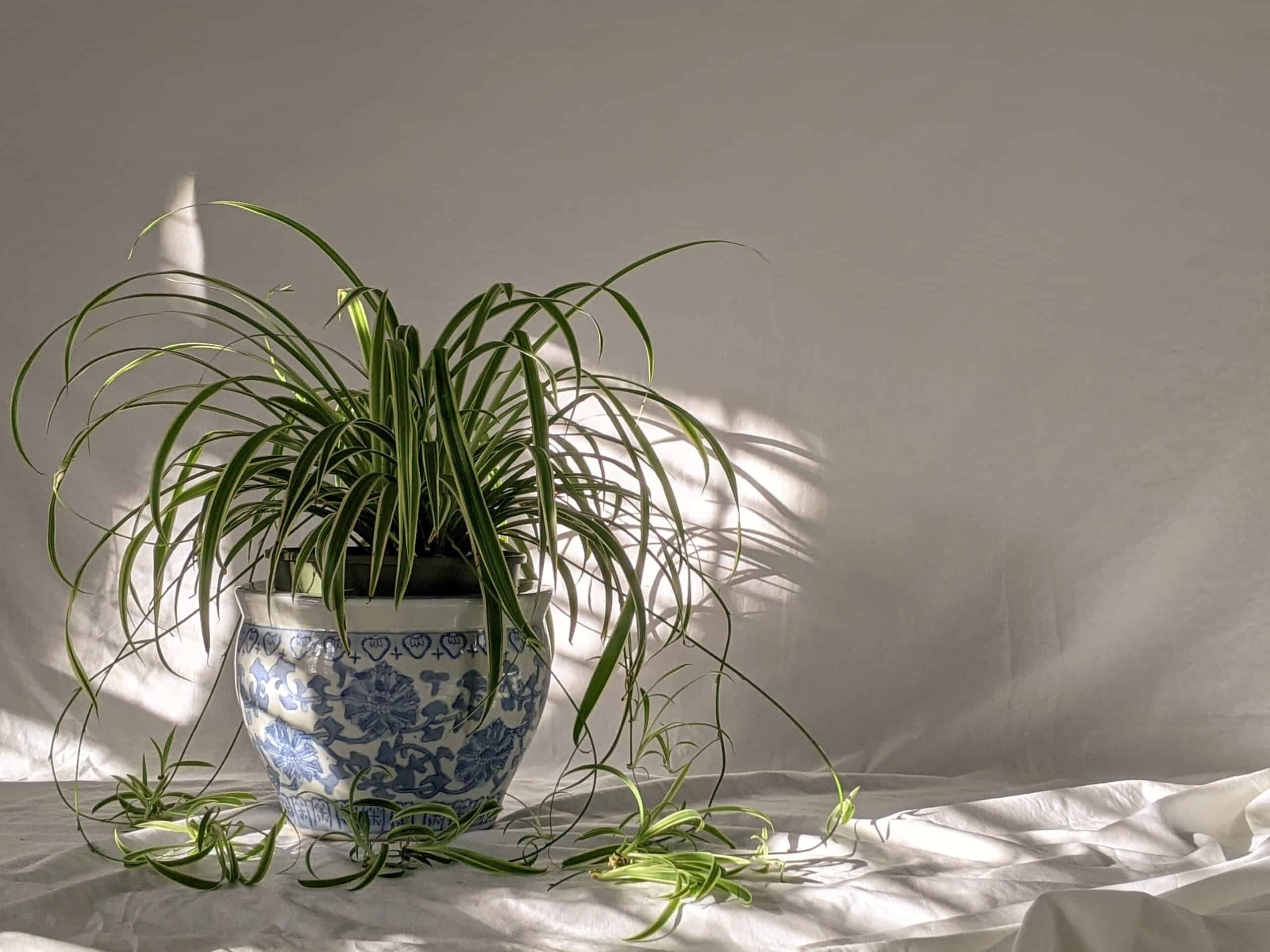 Plants That Can Change Your Life