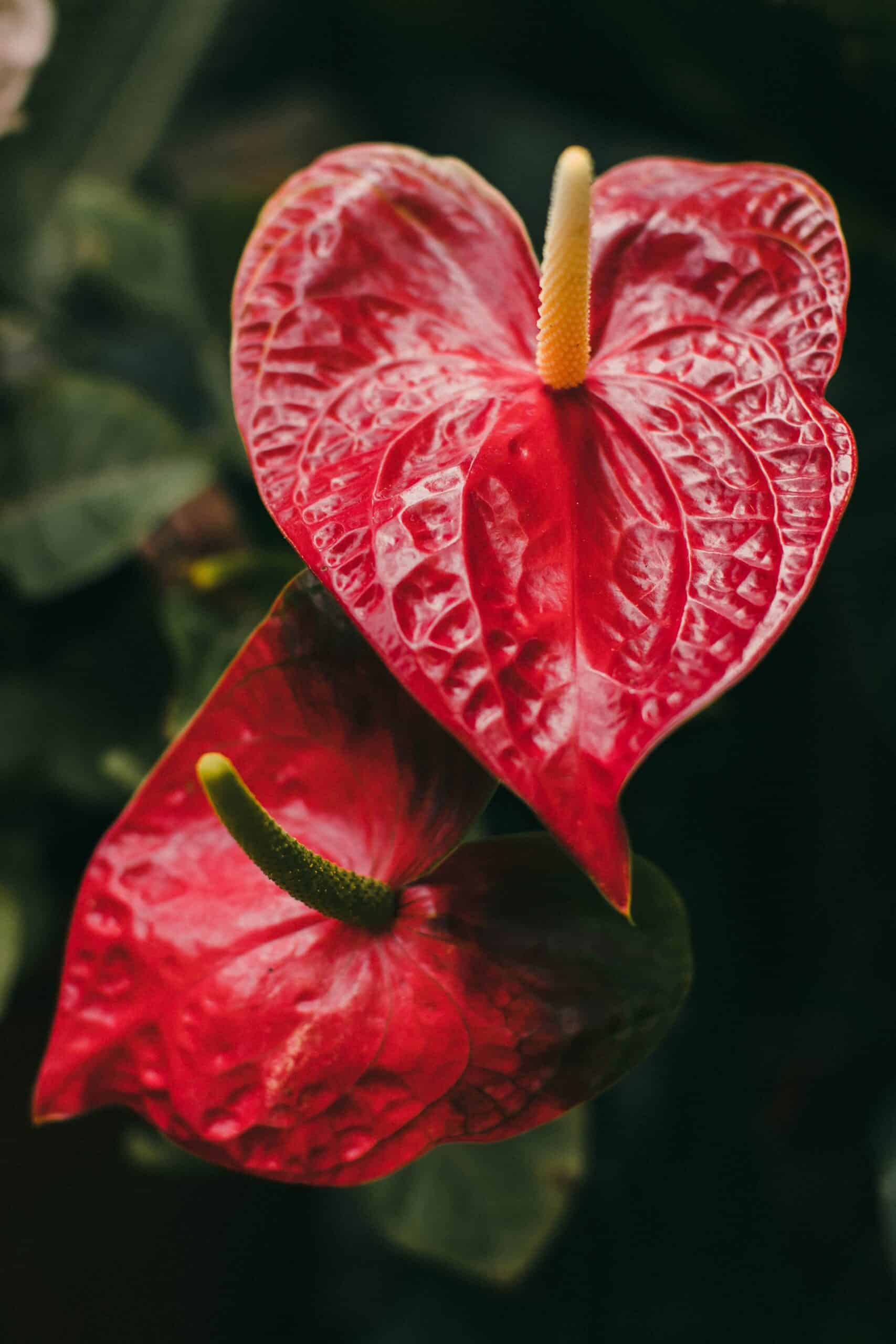 Anthurium Meaning and Symbolism