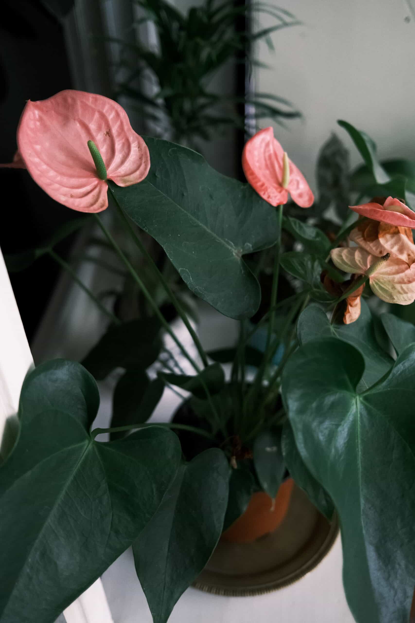 Anthurium Meaning and Symbolism