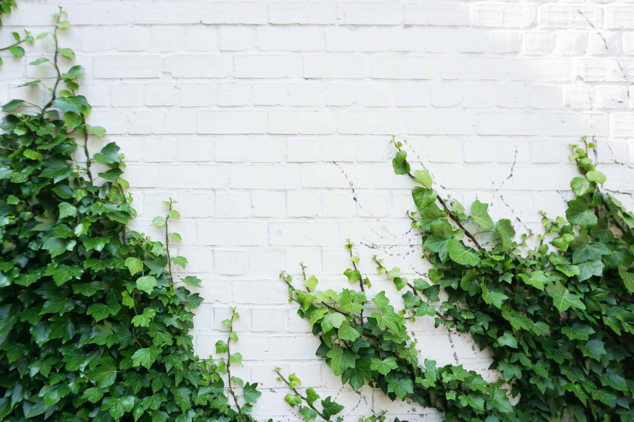 How to Make a Green Wall at Home 