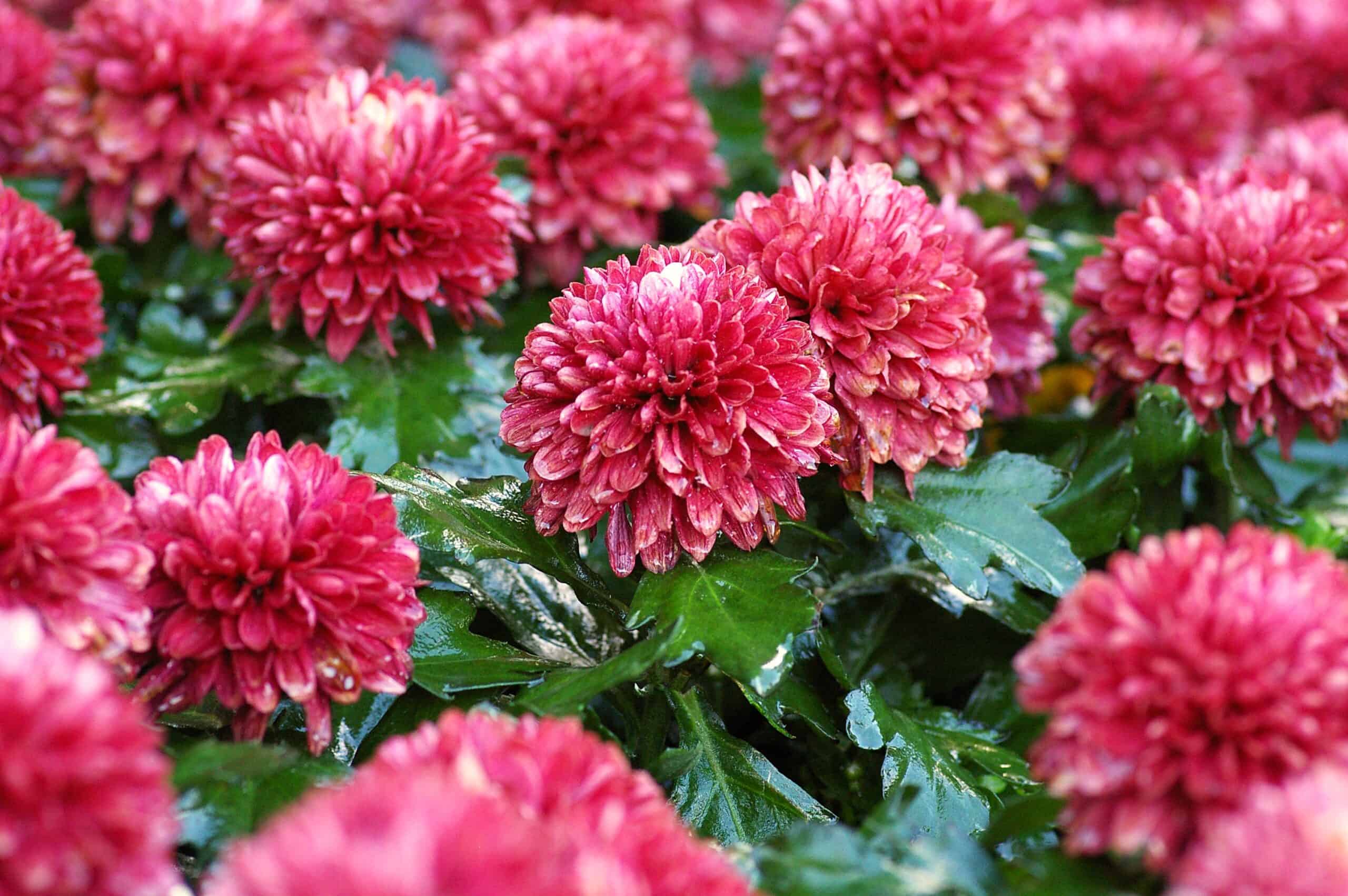 Best Flowers to Plant in September