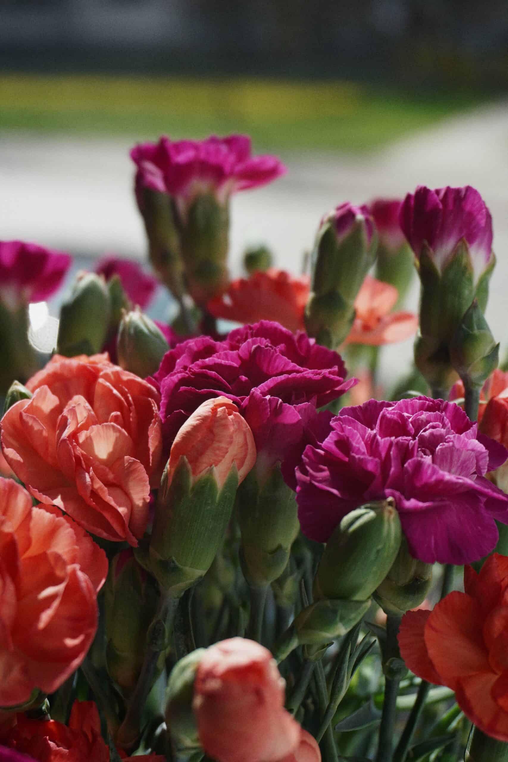 How to plant or care for carnations