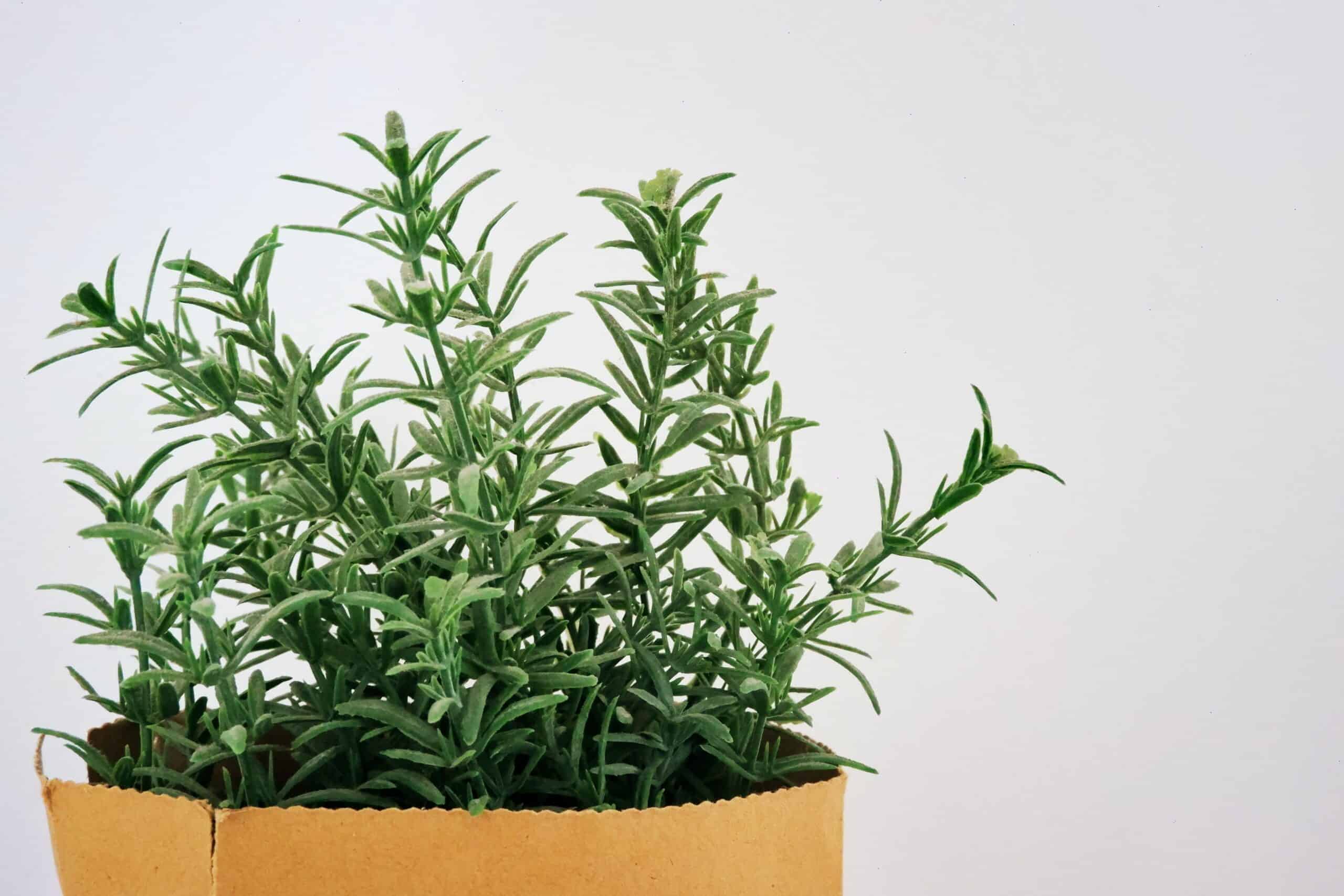 The Best Herbs to Grow Indoors