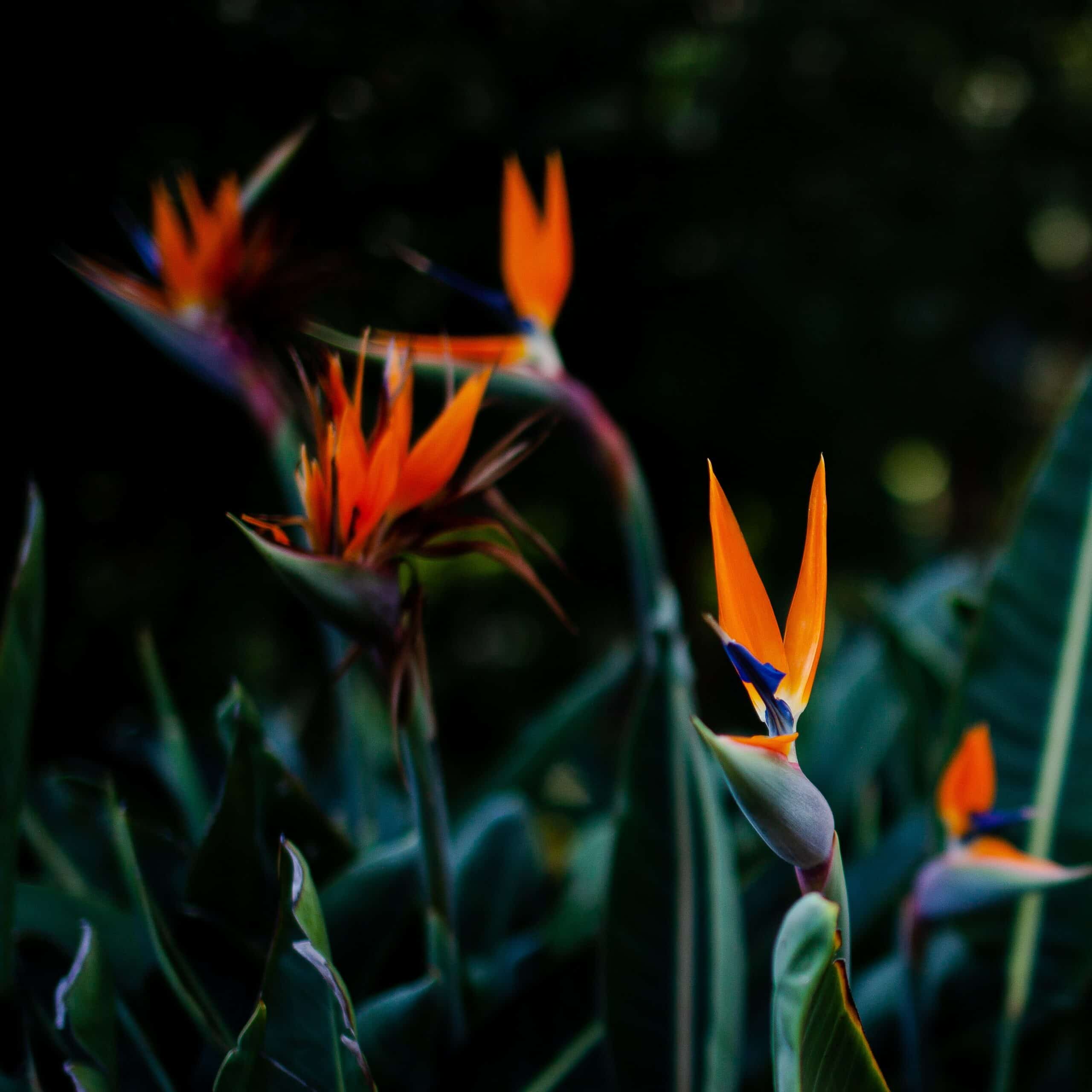 How to plant and grow Bird of Paradise