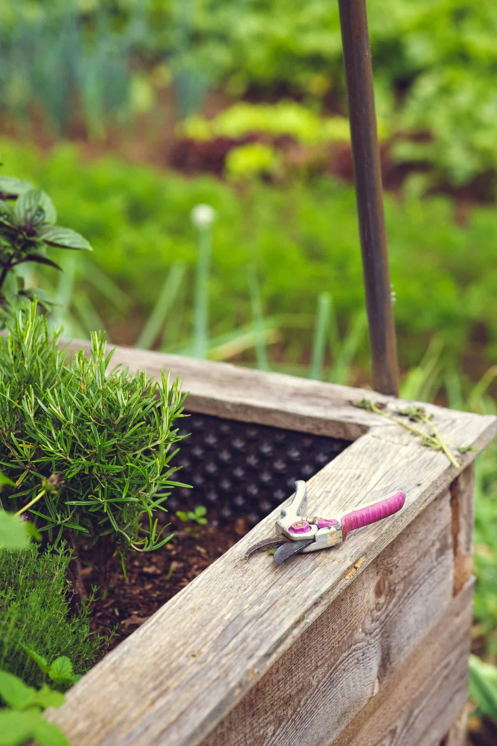 10 Essential Tips for Starting Your Own Garden